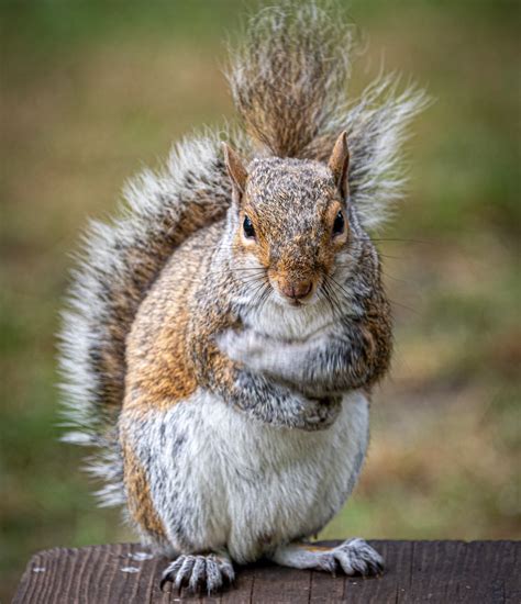 What do squirrels do when scared?