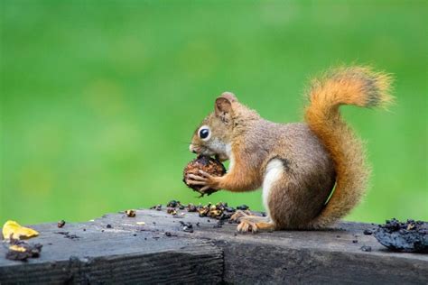 What do squirrels do when they see a predator?