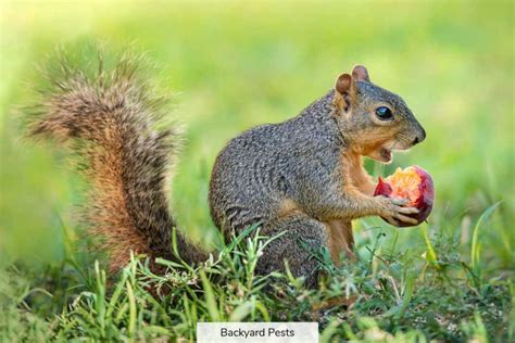 What do squirrels eat?