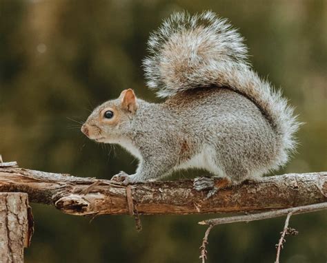 What do squirrels find attractive?