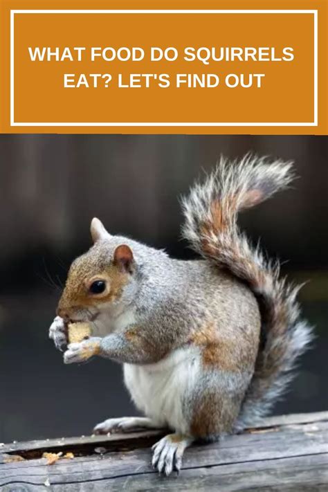 What do squirrels find to eat?