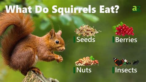 What do squirrels like to eat the most?