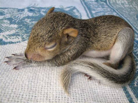What do squirrels like to sleep?