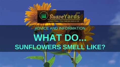 What do sunflowers smell like?
