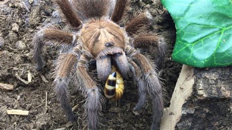 What do tarantulas eat?