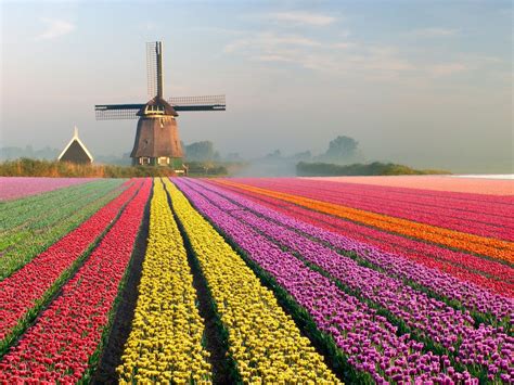 What do the Dutch do with tulips?