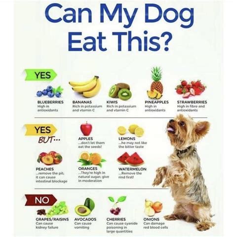 What do the healthiest dogs eat?