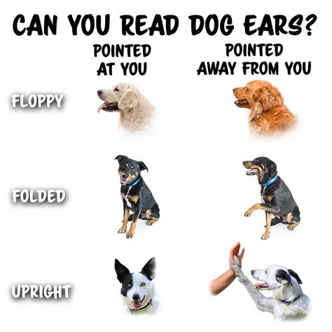 What do the positions of dogs ears mean?