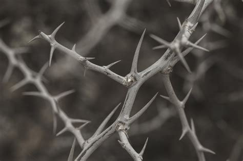 What do thorns Symbolise?