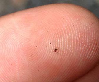 What do tiny baby fleas look like?