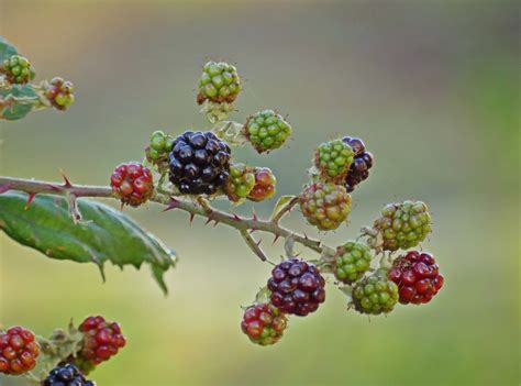 What do unripe blackberries look like?