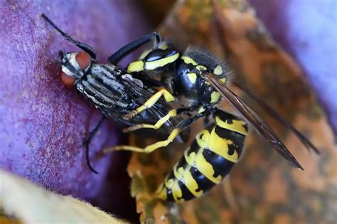 What do wasps hate the most?