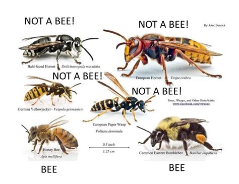 What do wasps not like?