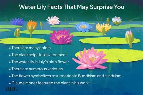 What do water lilies symbolize?