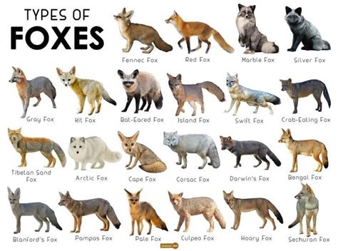 What do we call a girl fox?