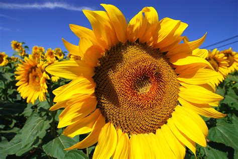 What do we get from sunflowers?