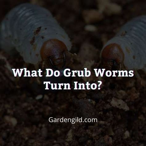 What do worms turn into?