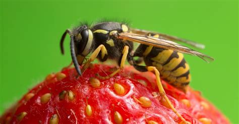 What do yellow jackets eat?