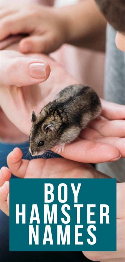 What do you call a boy hamster?