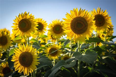 What do you call a person who loves sunflowers?