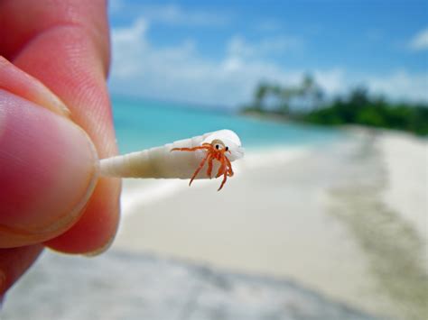What do you call baby hermit crabs?