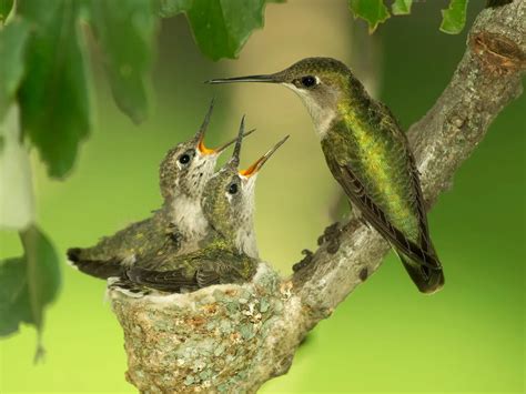 What do you call baby hummingbirds?