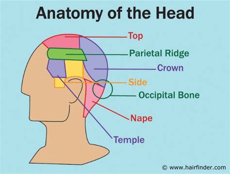 What do you call the head?