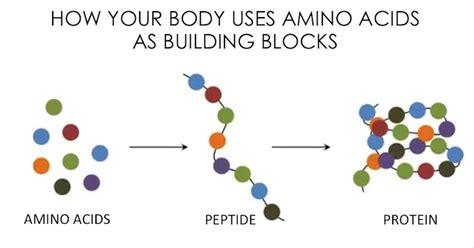 What do you combine to form proteins?