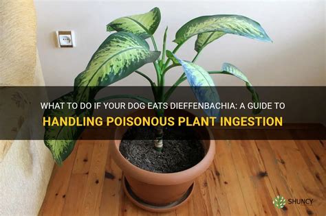 What do you do if your dog eats a poisonous plant?