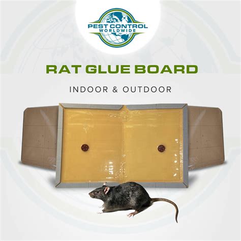 What do you do with a rat on a glue trap?