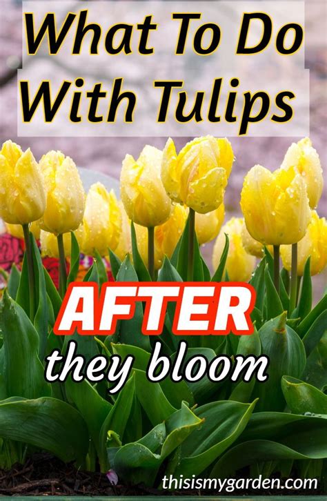 What do you do with tulips after they are done blooming?