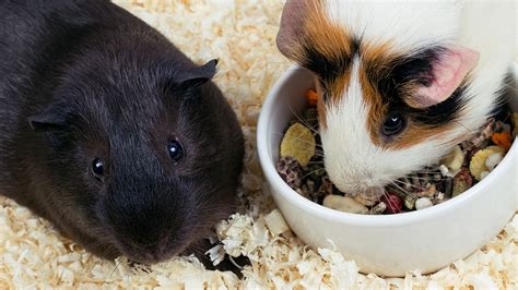 What do you feed a bloated guinea pig?