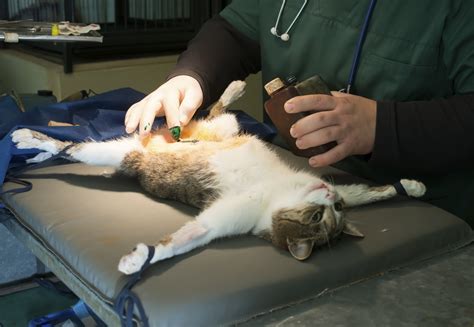 What do you feed a cat after surgery?