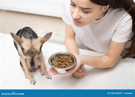 What do you feed a dog that refuses to eat?