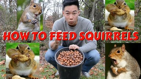 What do you feed a pet squirrel?