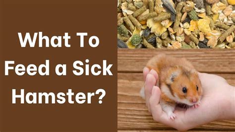 What do you feed a sick hamster?