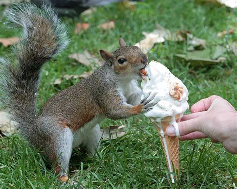 What do you feed a squirrel?