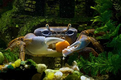 What do you feed crabs in a fish tank?
