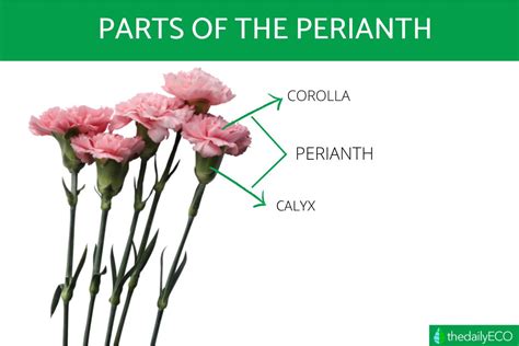 What do you mean by Perianth?