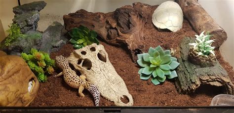 What do you put in a gecko habitat?