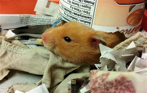 What do you say when a pet hamster dies?