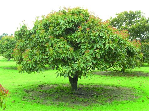 What do you spray on avocado trees?