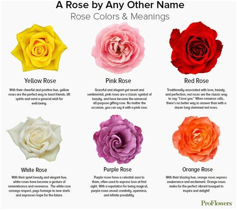 What does 1 Purple rose mean?