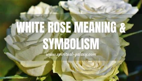 What does 1 white rose mean?