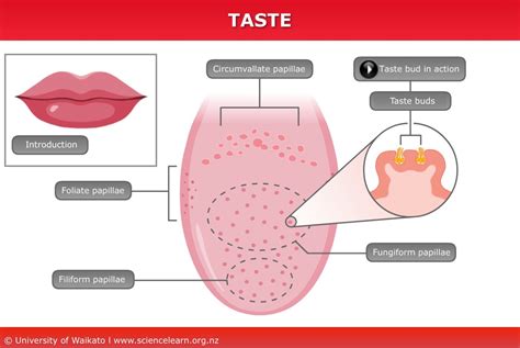 What does 100% oxygen taste like?