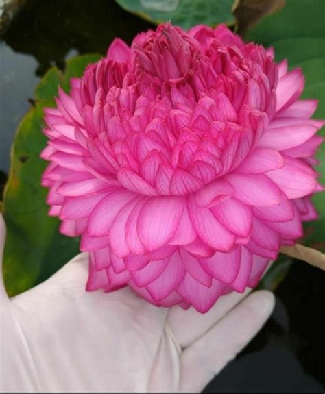 What does 1000 petal lotus flower mean?