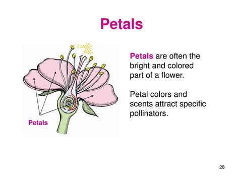 What does 4 petals means?