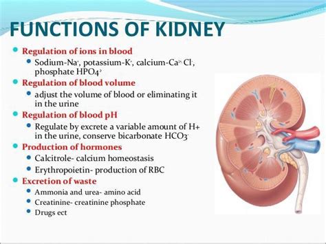 What does 45% kidney function mean?