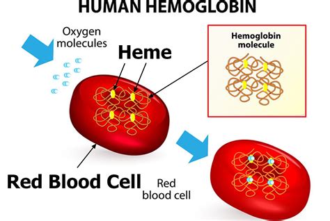 What does 9 hemoglobin mean?