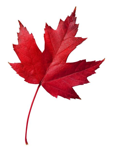 What does Canada's leaf mean?